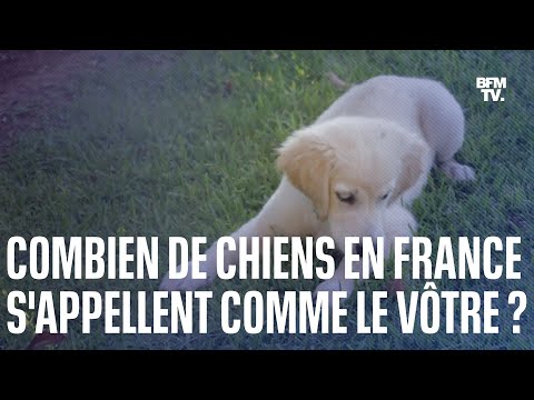 Le top 10 des noms de chiens les plus donnés en France en 2022