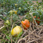permaculture pour les nuls