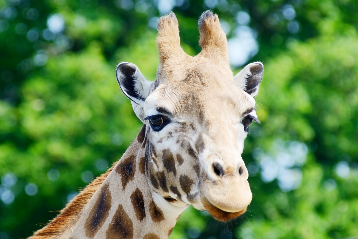Zoo de la Palmyre