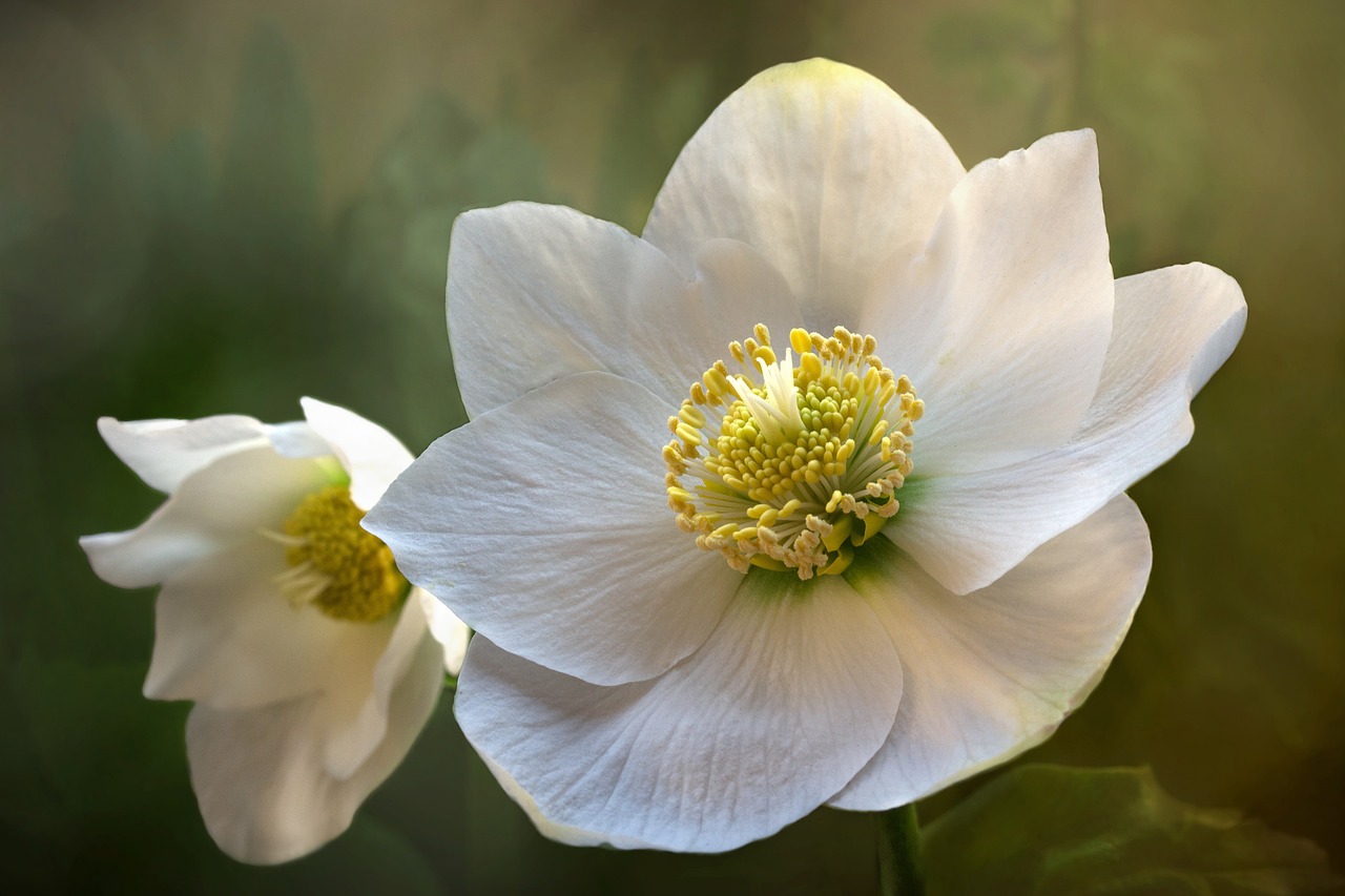 rose de Noël