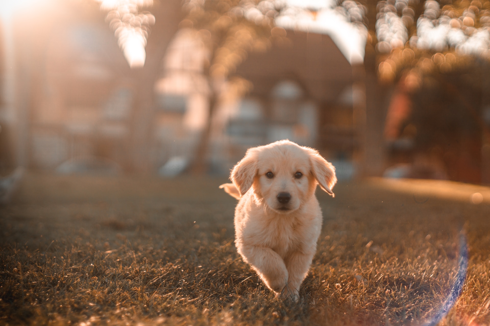 Idées prénom chien en 2024