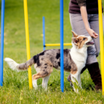 à quel âge peut on commencer à éduquer son chien