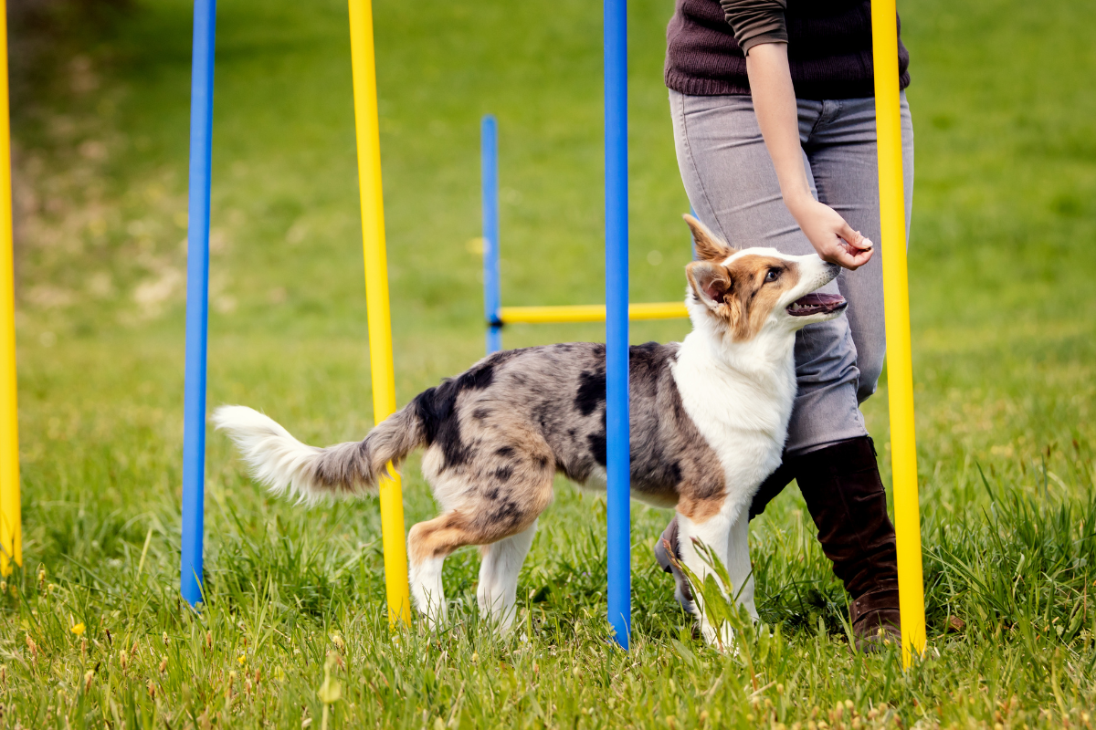 à quel âge peut on commencer à éduquer son chien