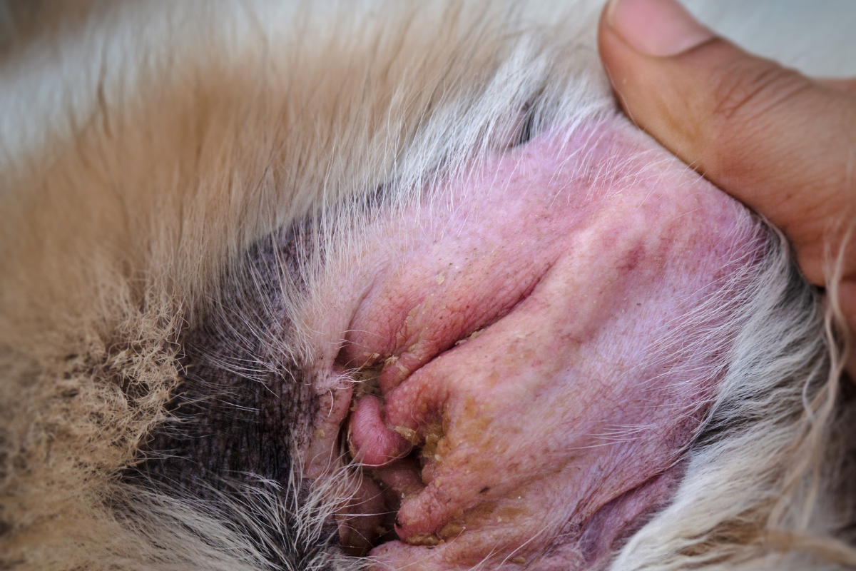 Otite chez le chien tout ce qu'il faut savoir