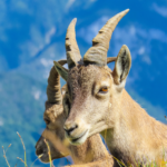 Randonnées près d'Annecy