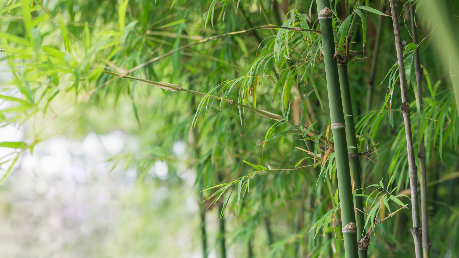 Guide-pour-planter-bambous-sans-envahissement