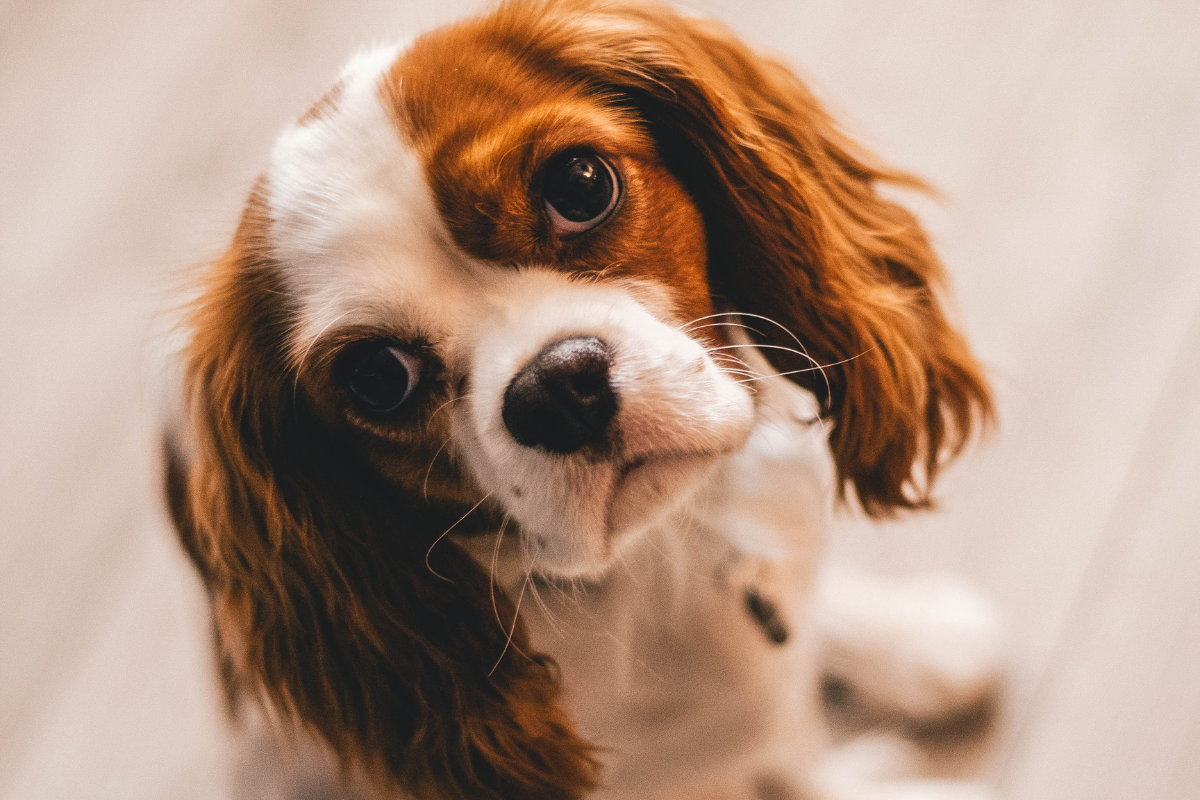 Le guide ultime pour choisir la race de chien idéale pour votre famille