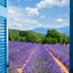 Les 10 plus beaux champs de lavande en Provence