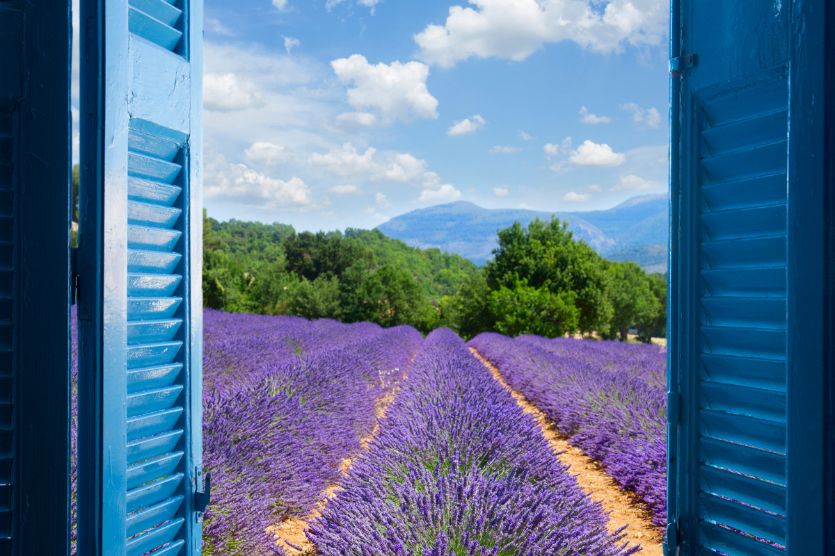 Les 10 plus beaux champs de lavande en Provence