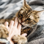 Pourquoi les chats mordillent comprendre le comportement félin