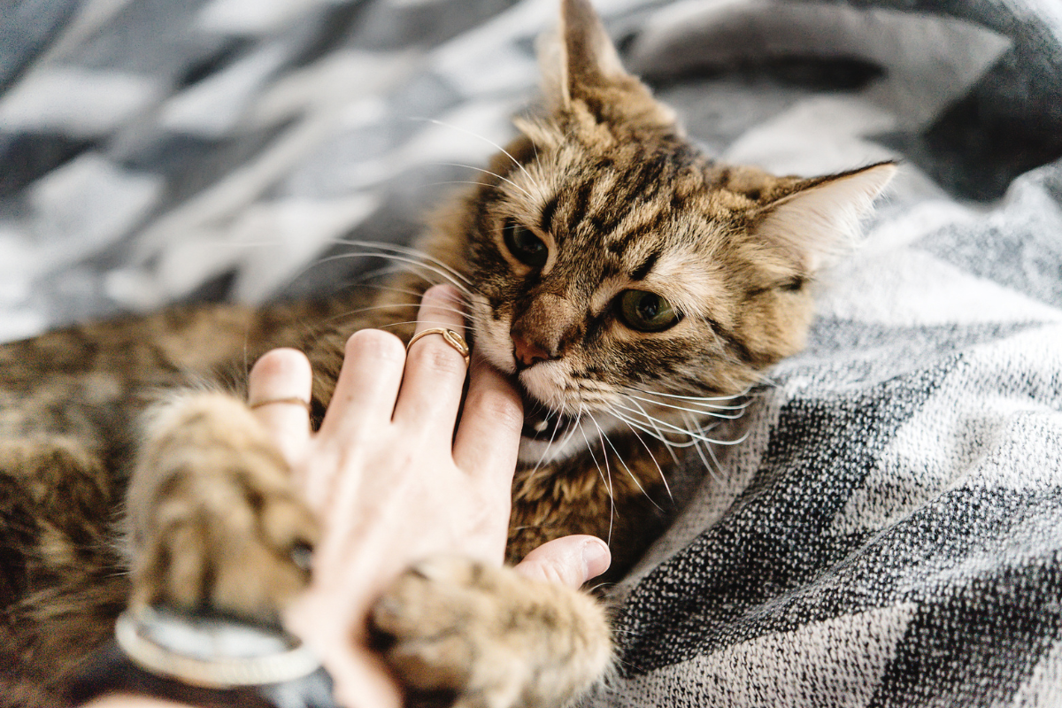 Pourquoi les chats mordillent comprendre le comportement félin