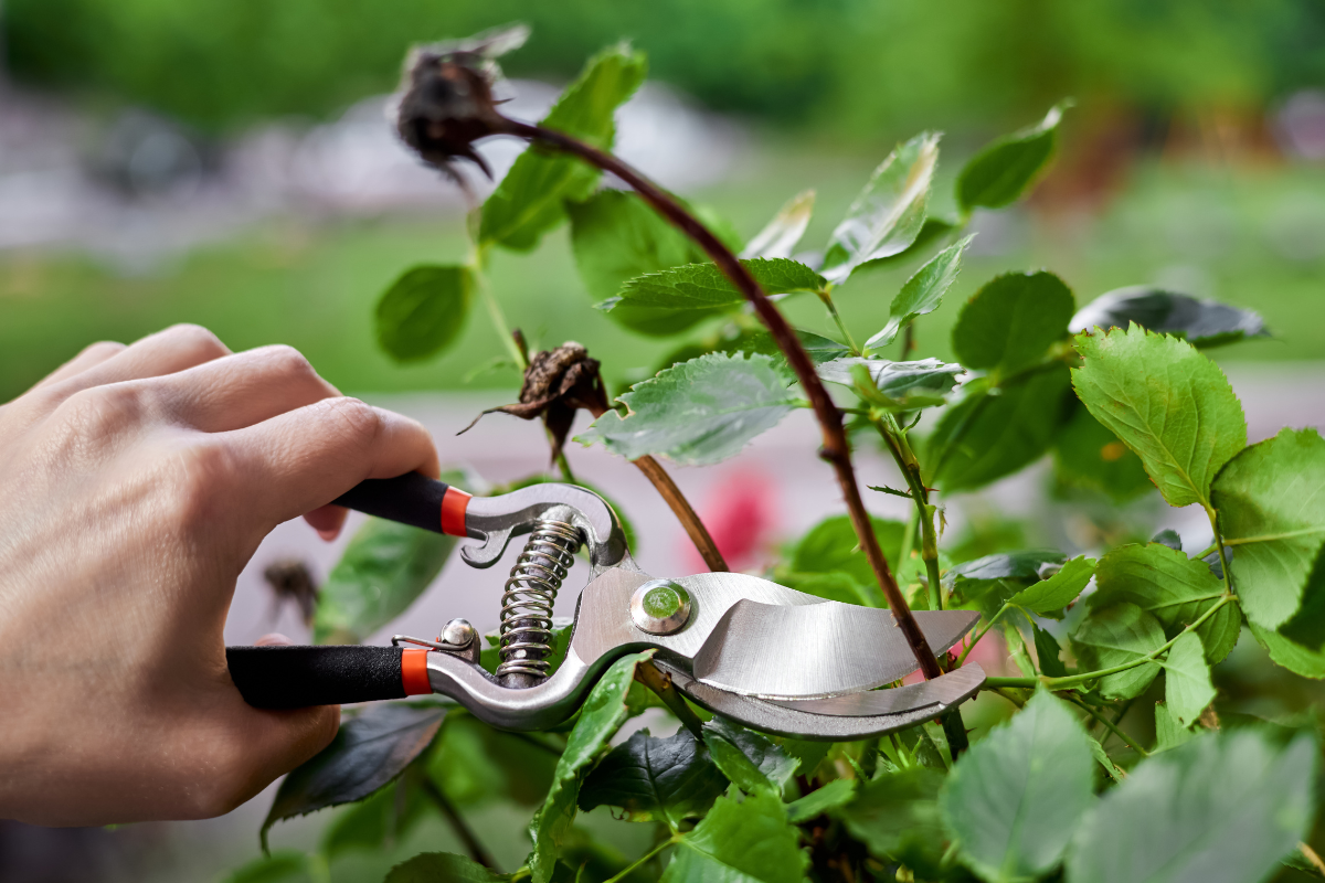 Jardinier taillant des rosiers en pleine floraison