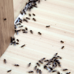 Personne appliquant un traitement anti-fourmis près d'une colonie de fourmis
