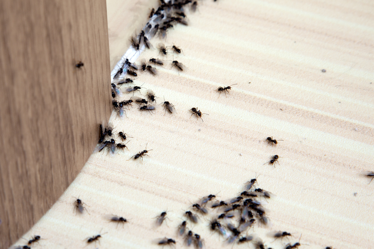 Personne appliquant un traitement anti-fourmis près d'une colonie de fourmis