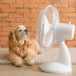 Ventilateurs et volets fermés dans une maison lumineuse pour rafraîchir l'intérieur