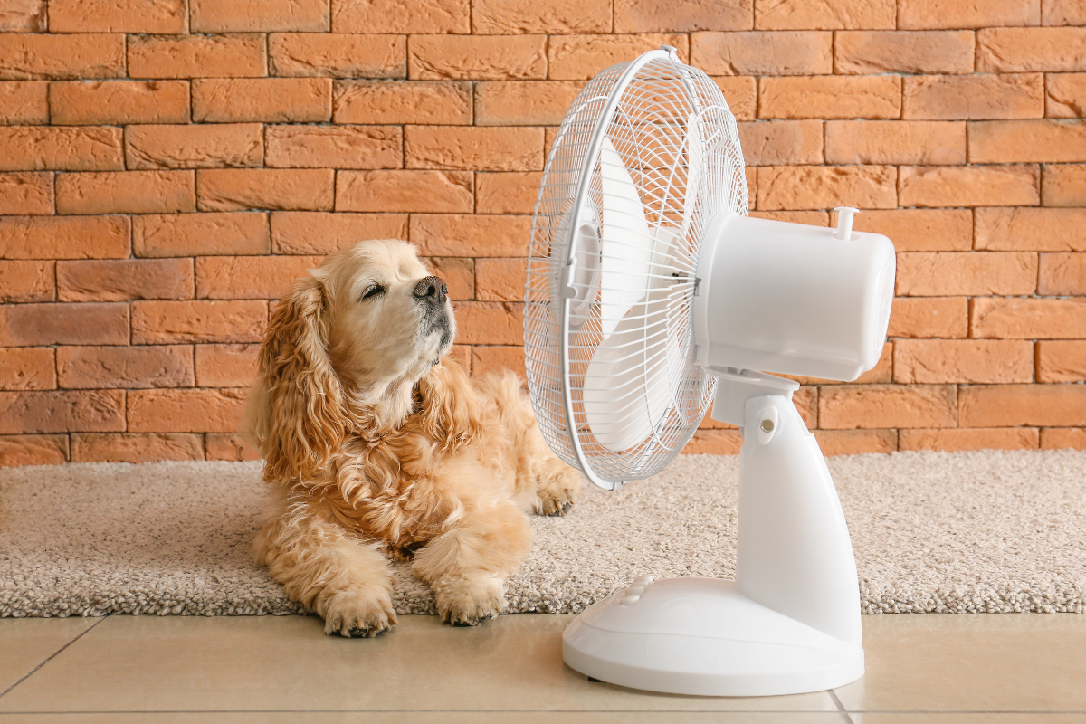 Ventilateurs et volets fermés dans une maison lumineuse pour rafraîchir l'intérieur