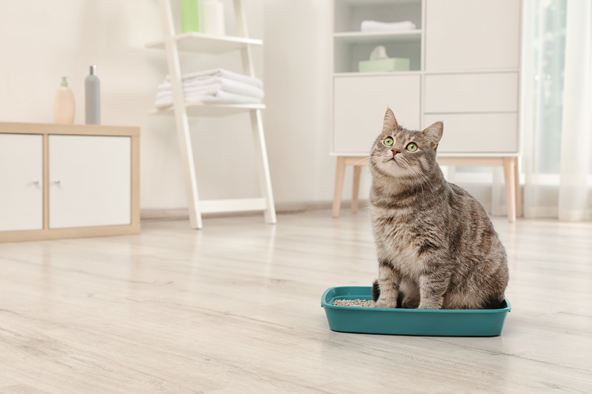 Tout sur les litières pour chat - Guide pour choisir la meilleure option