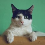 reve de chats signification