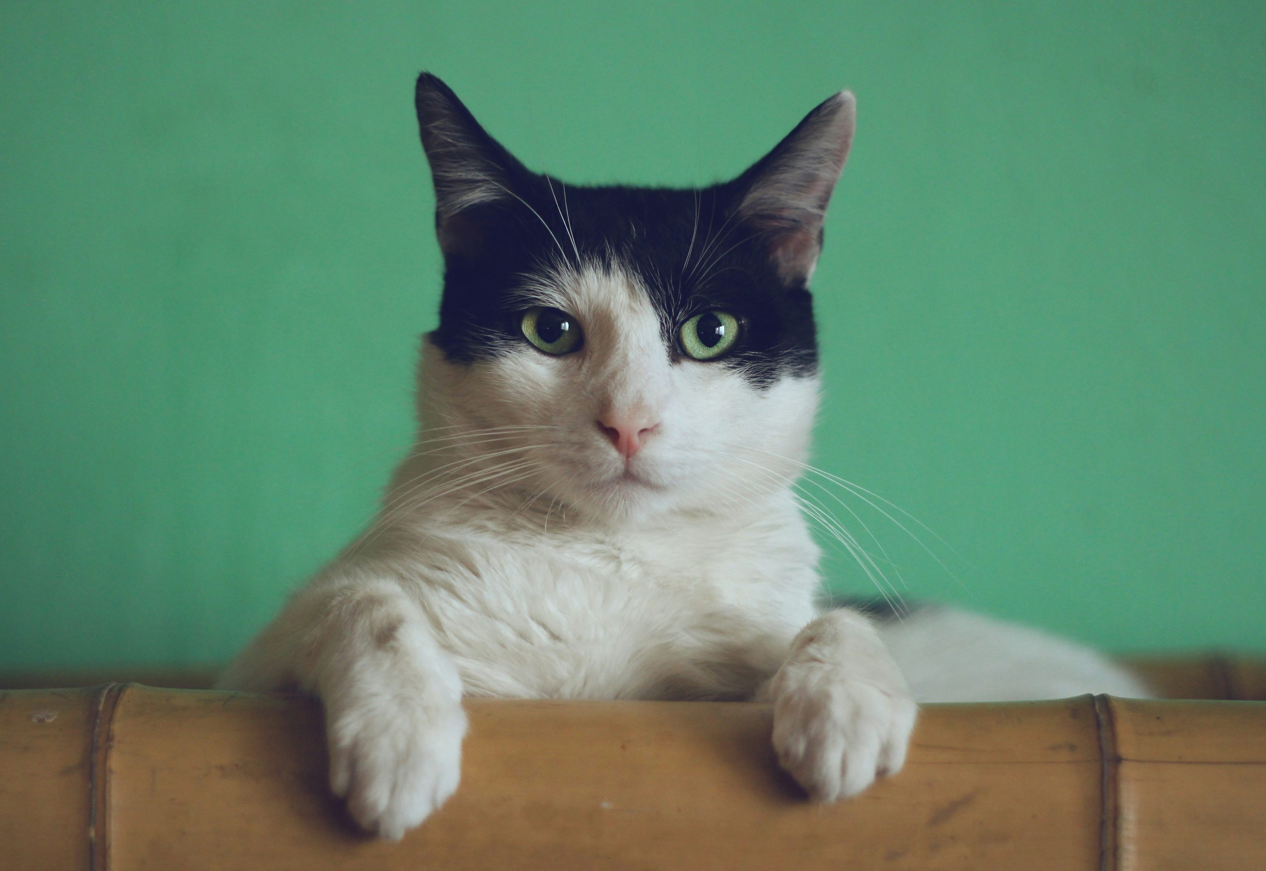reve de chats signification