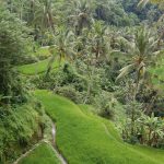Bali carte : bien préparer son itinéraire pour explorer l’île en toute sérénité rizieres