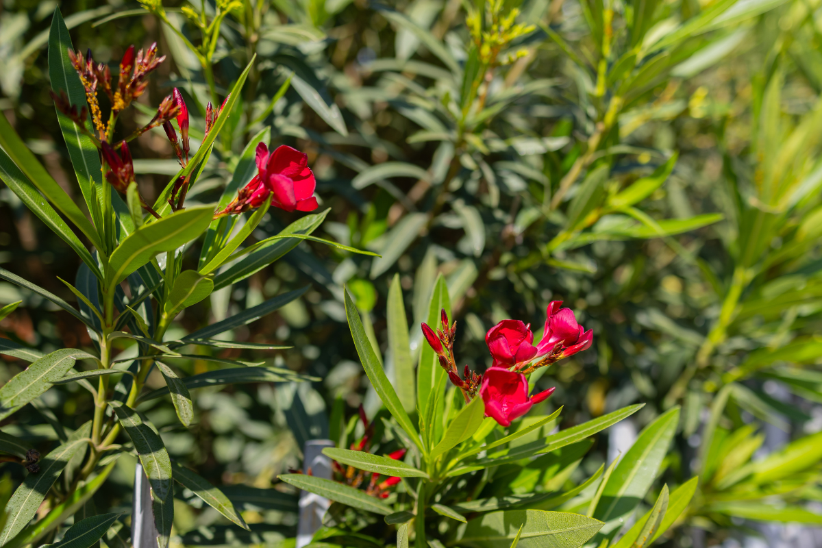 pourquoi les feuilles de mon laurier rose jaunissent