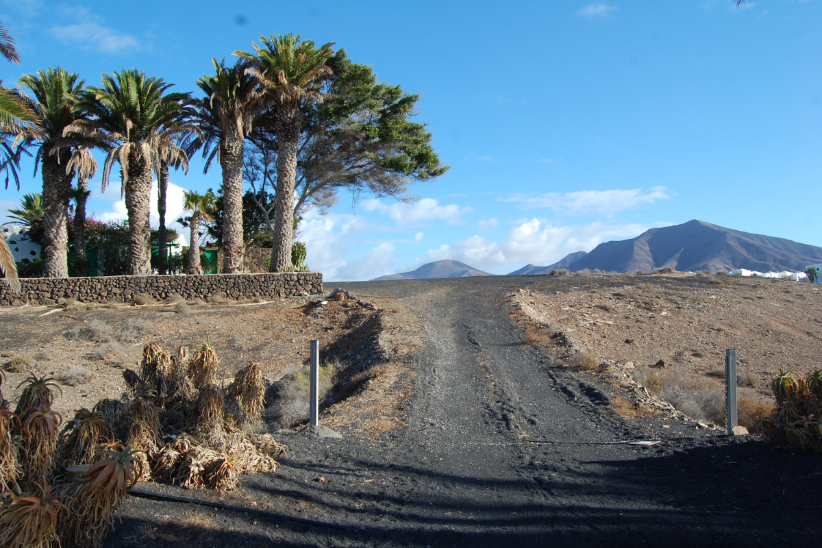 lanzarote canaries