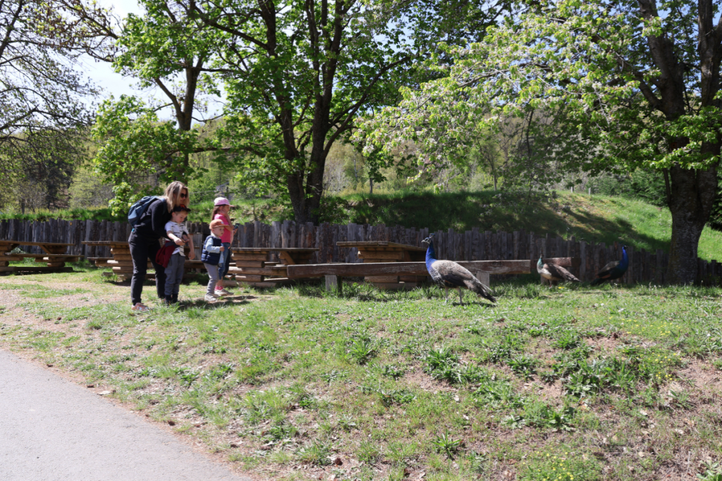 paon parc animalier auvergne