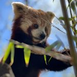 parc animalier d'auvergne panda roux