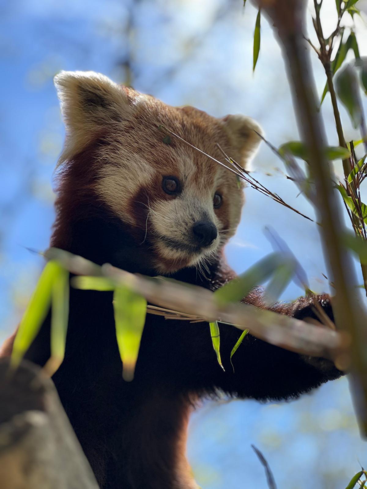 parc animalier d'auvergne panda roux
