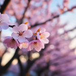 Tout savoir sur le cerisier du japon : une invitation à la poésie des jardins Tout savoir sur le ceriser du Japon