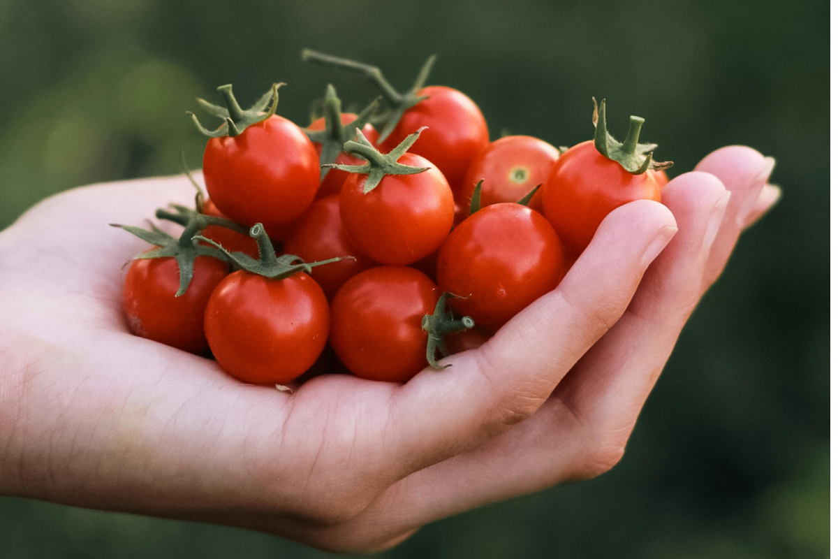 entretenir tomates cerises pour recolte abondante